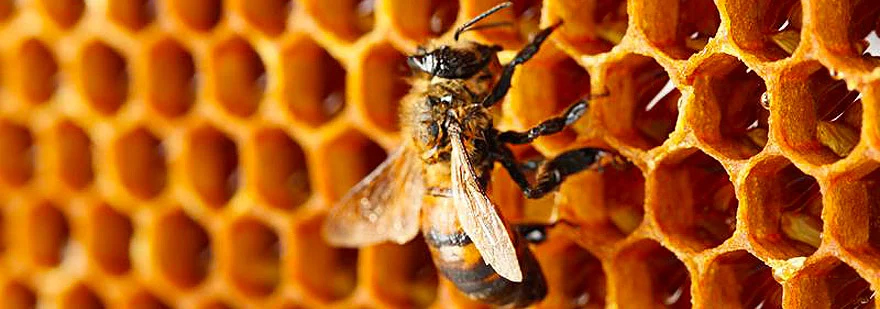 Glicerina Vegetale per l'Apicultura